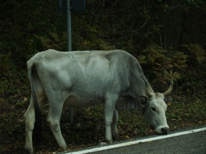 I wonder if she realizes I’m related to Francesco Scavullo?